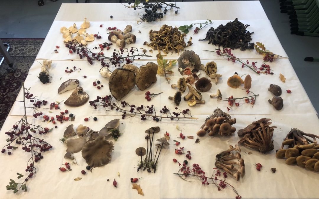 Merci à tous.tes les participant.e.s de la chasse douce aux champignons