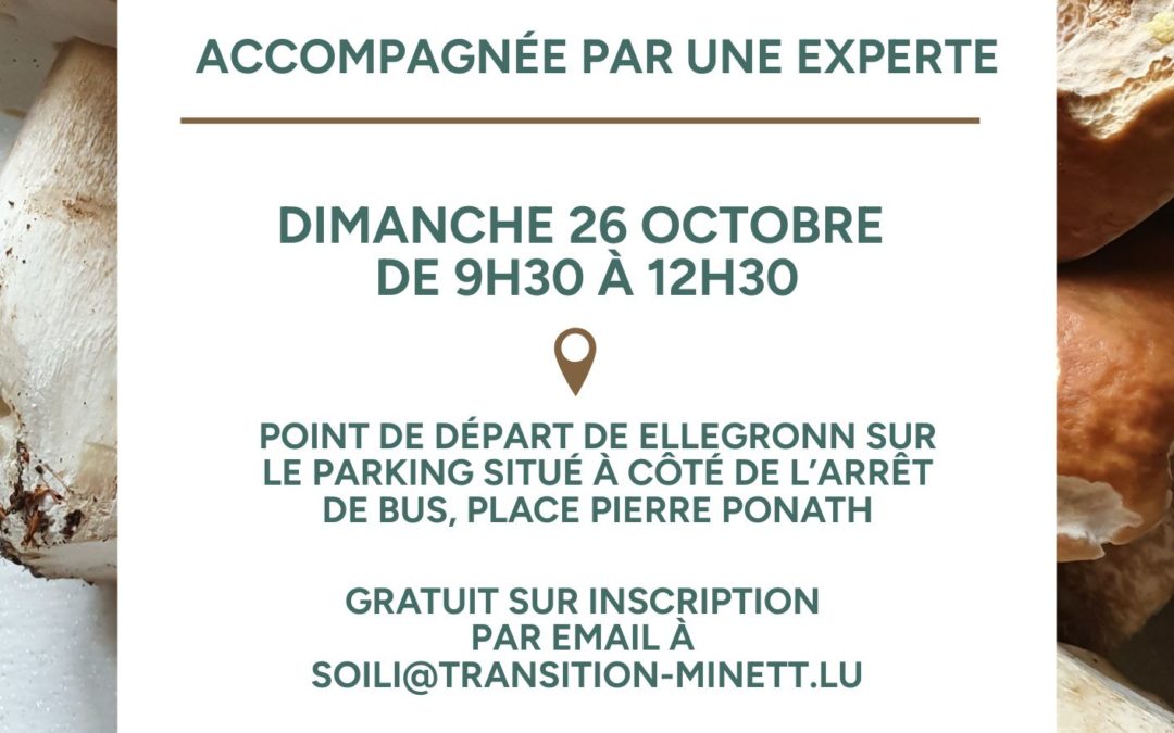 Participez à la chasse douce aux champignons