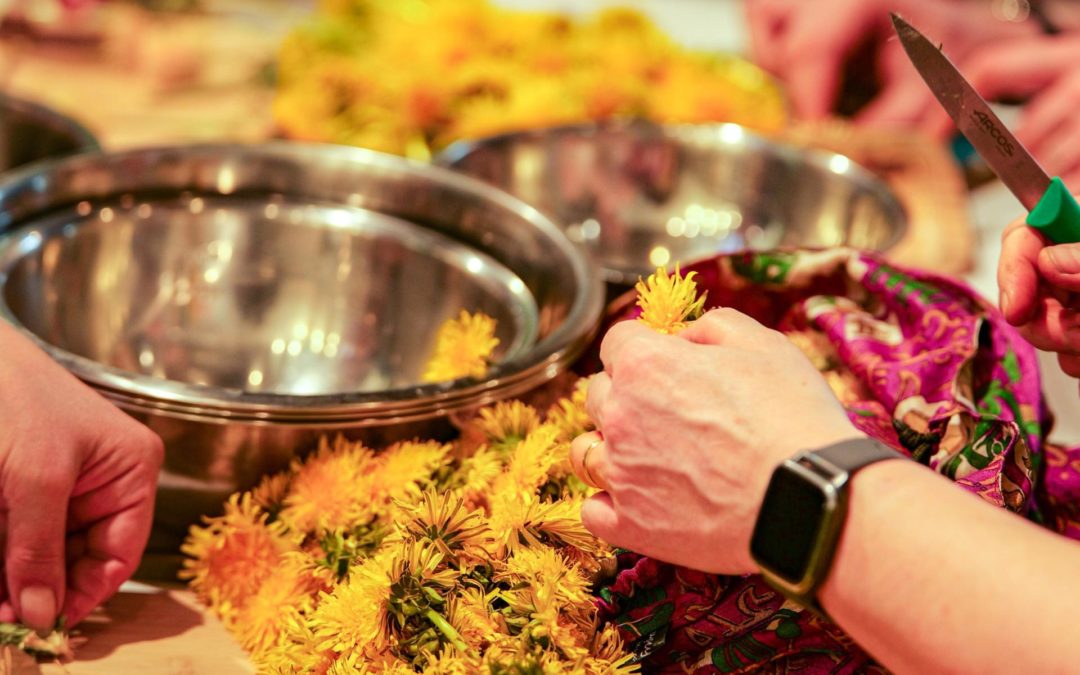 Actualités et événements de nos projets citoyens – focus sur les groupes « plantes & bien-être » et « vergers & cueillette »