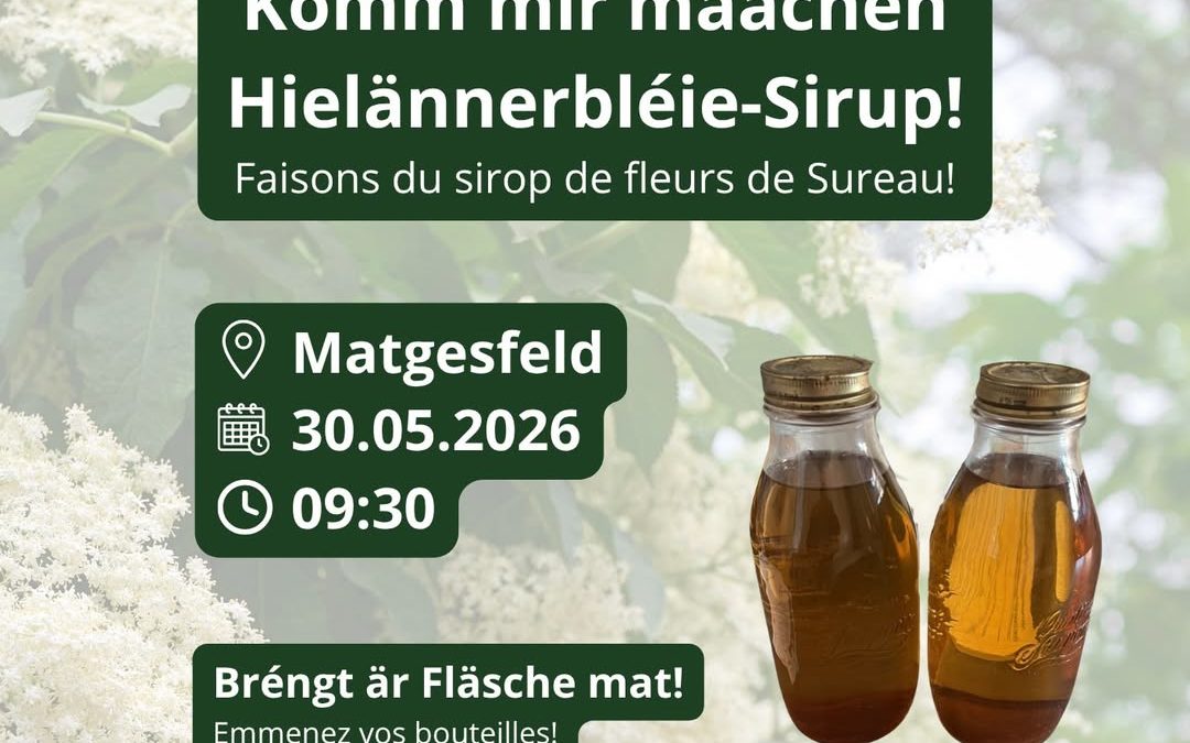 Atelier cueillette et préparation de sirop de sureau