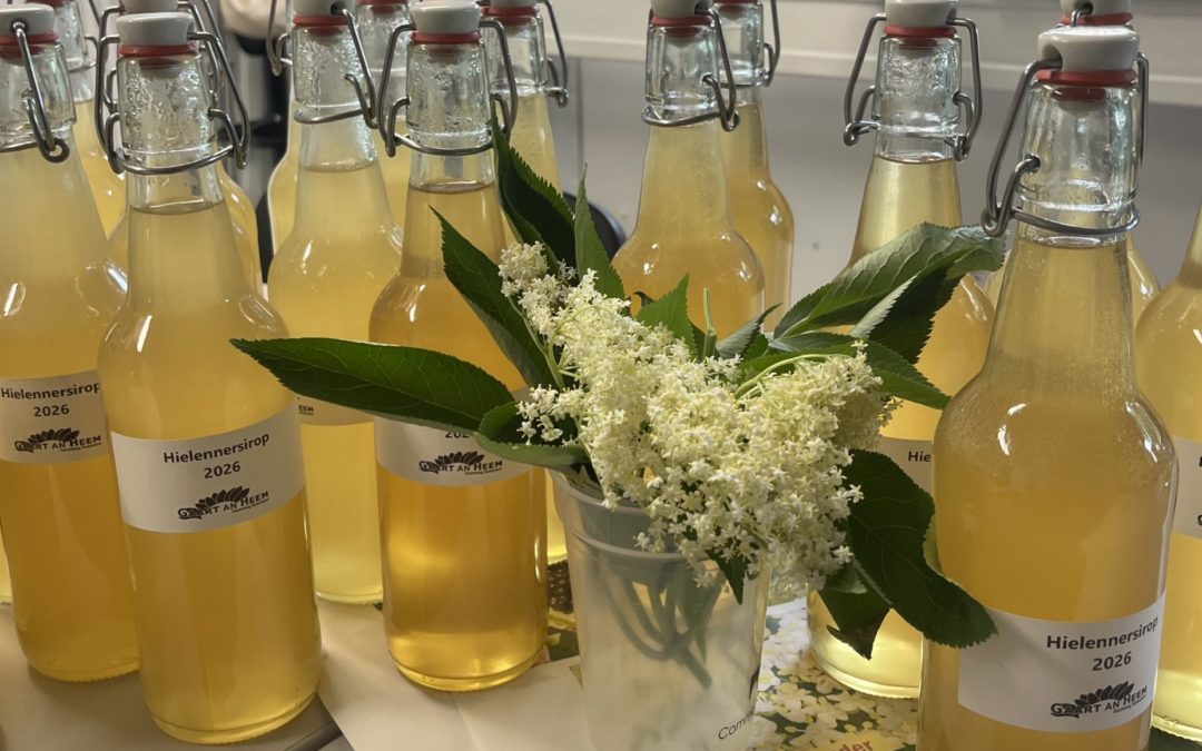 Atelier de fabrication de sirop de fleur de sureau au jardin de Matgesfeld